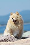 SPITZ ALLEMAND 382